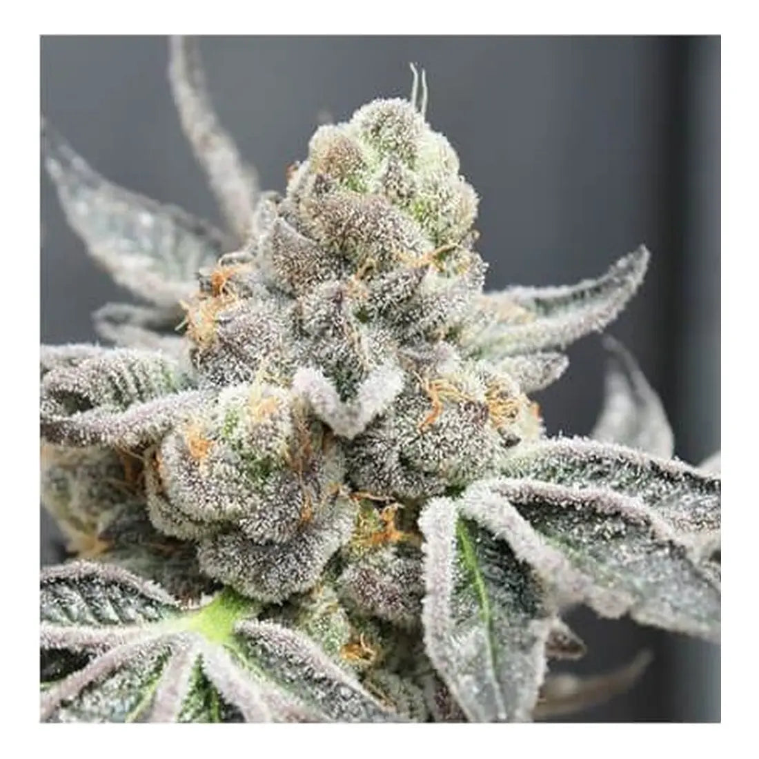 Auto Radical Juice - Ripper Seeds