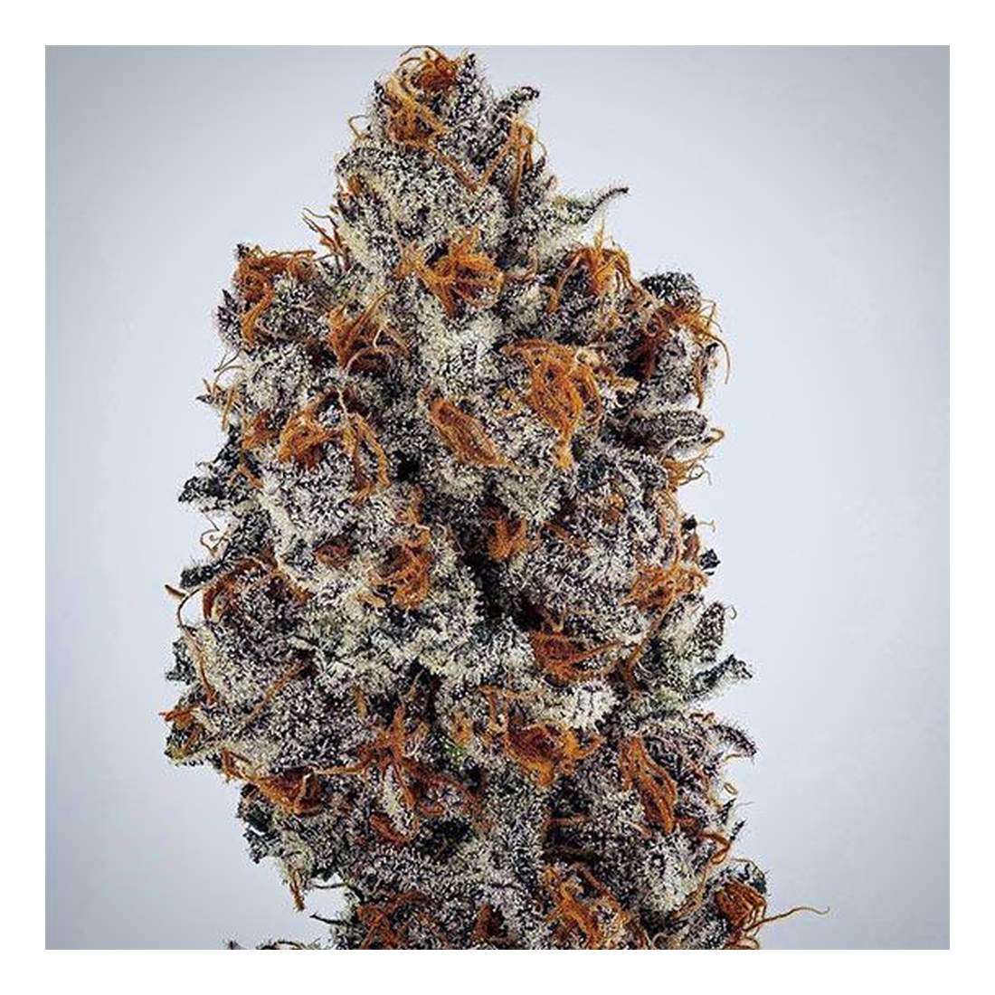 Banana Hammock RBX - Ethos Genetics