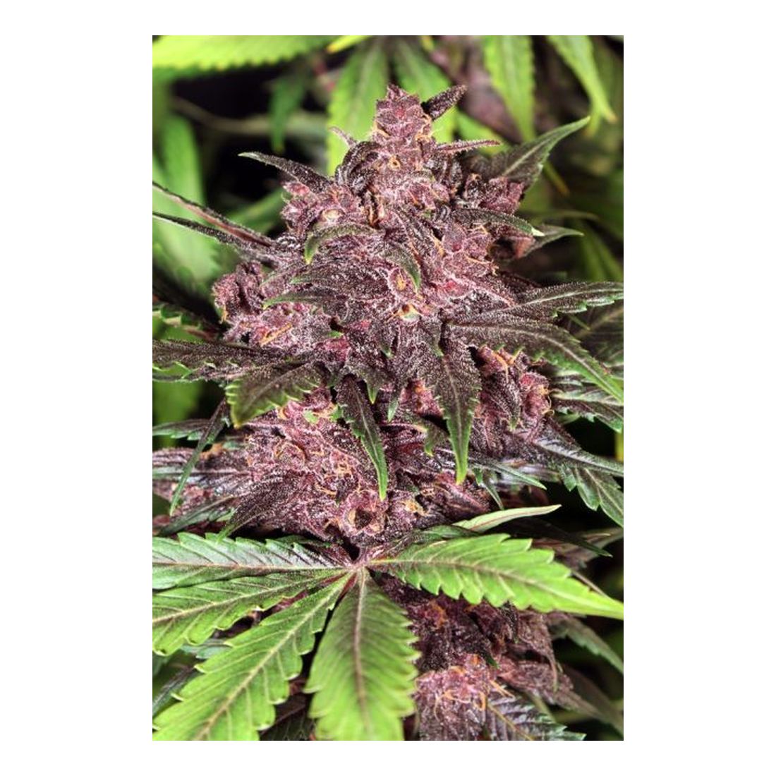 Black Haze Auto - Exotic Seed