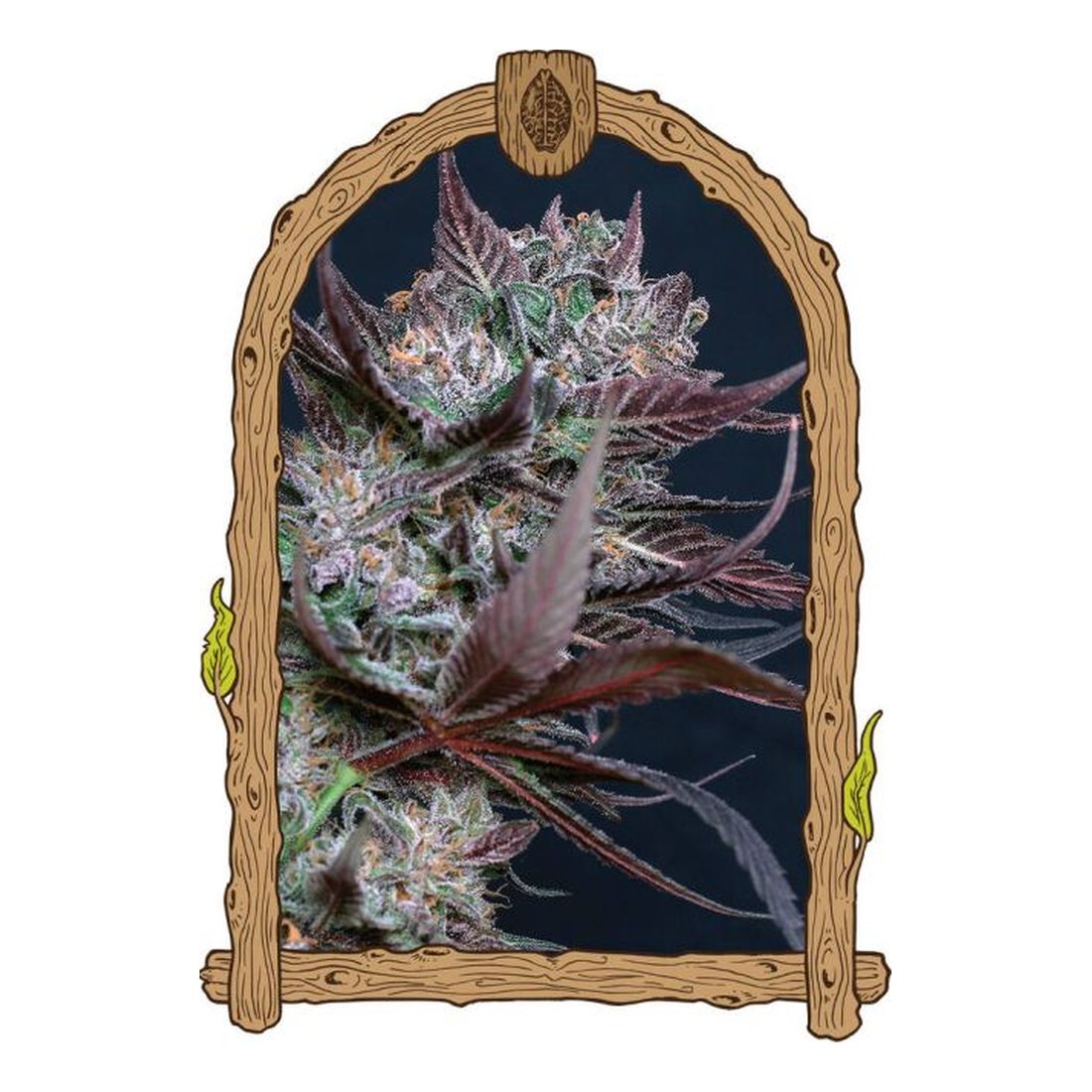 Black Lemon - Exotic Seed