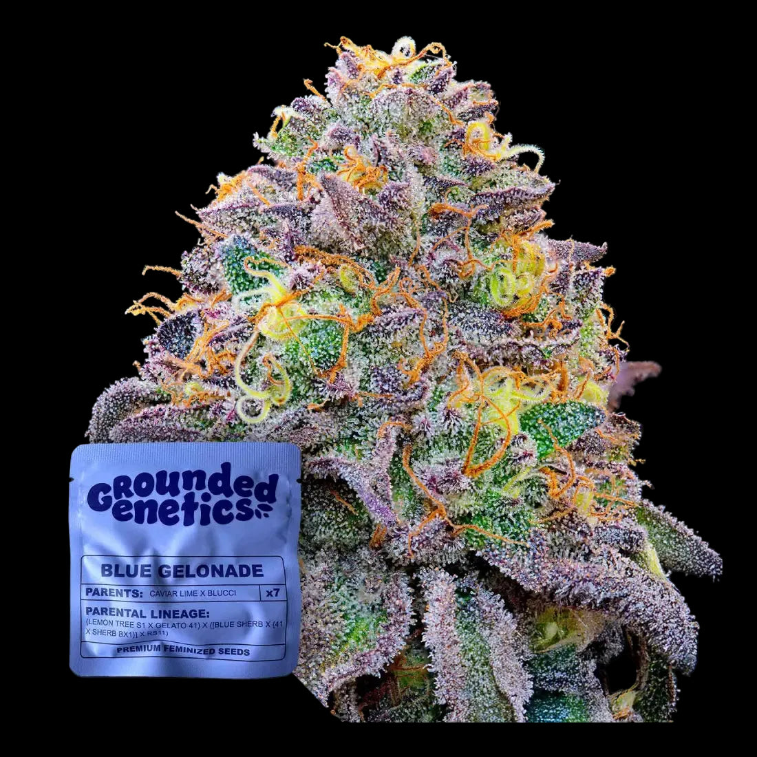 Blue Gelonade Grounded Genetics 7 Samen