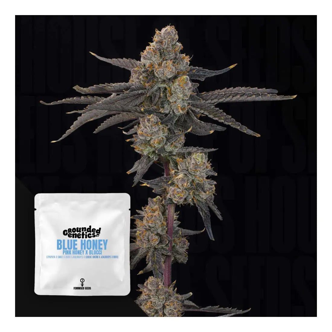 Blue Honey - Grounded Genetics