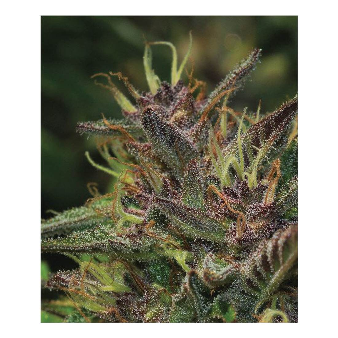 Blueberry Muffin - Humboldt Seed Company