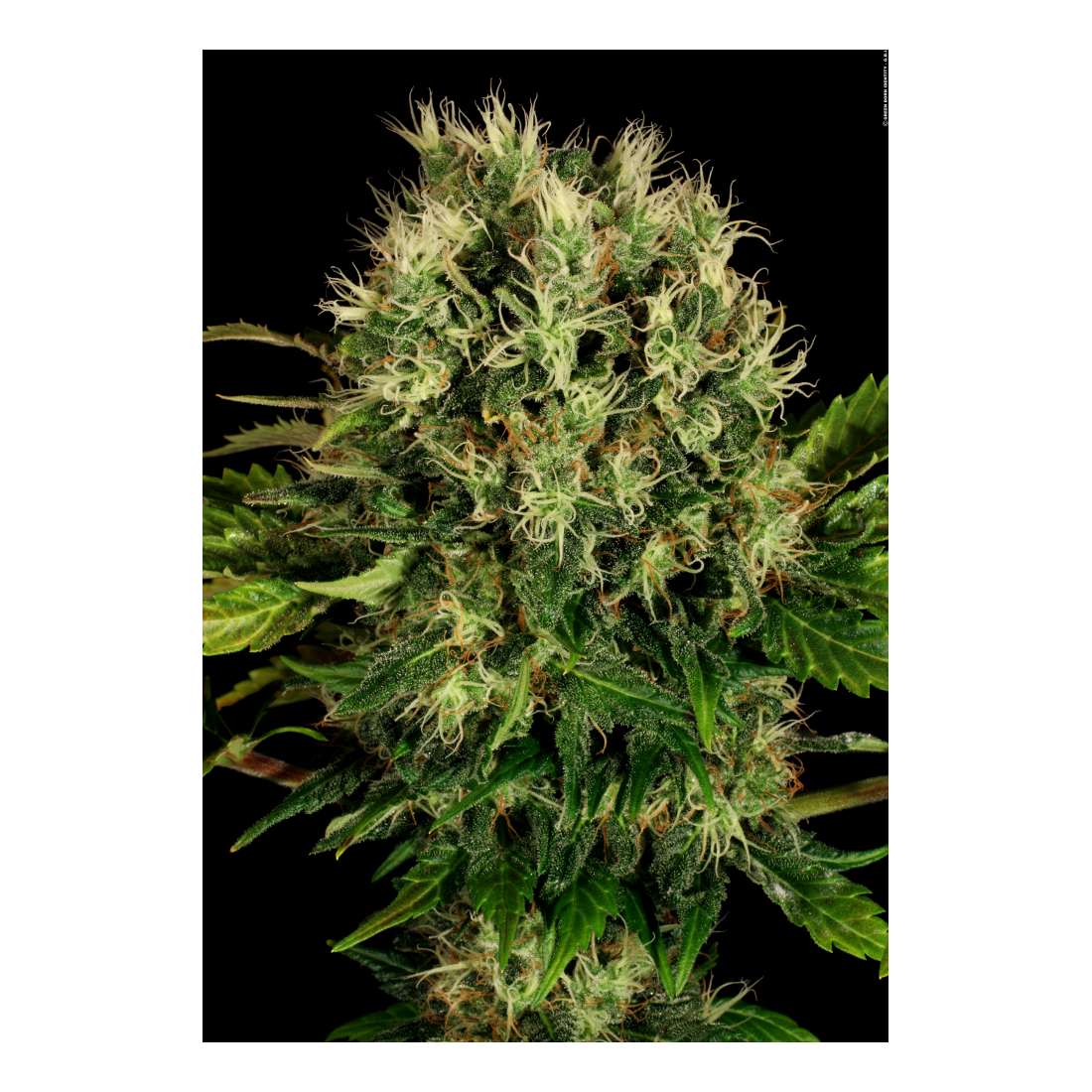 Serious Seeds GrowMax