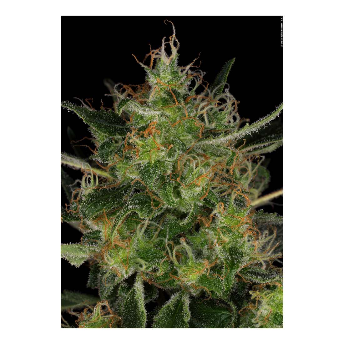 Serious Seeds GrowMax