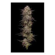 Chicken n' Wafflez - Humboldt Seed Company