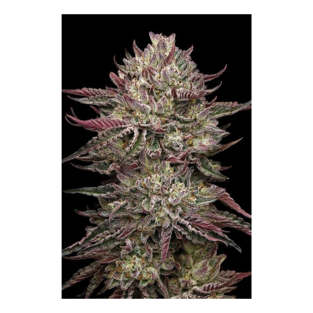 Chicken n' Wafflez - Humboldt Seed Company