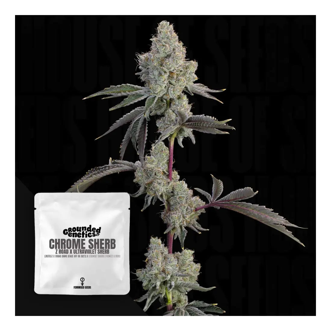 Chrome Sherb - Grounded Genetics