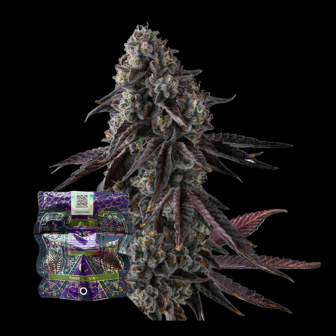 Compound Genetics - Fruit Riot Samen