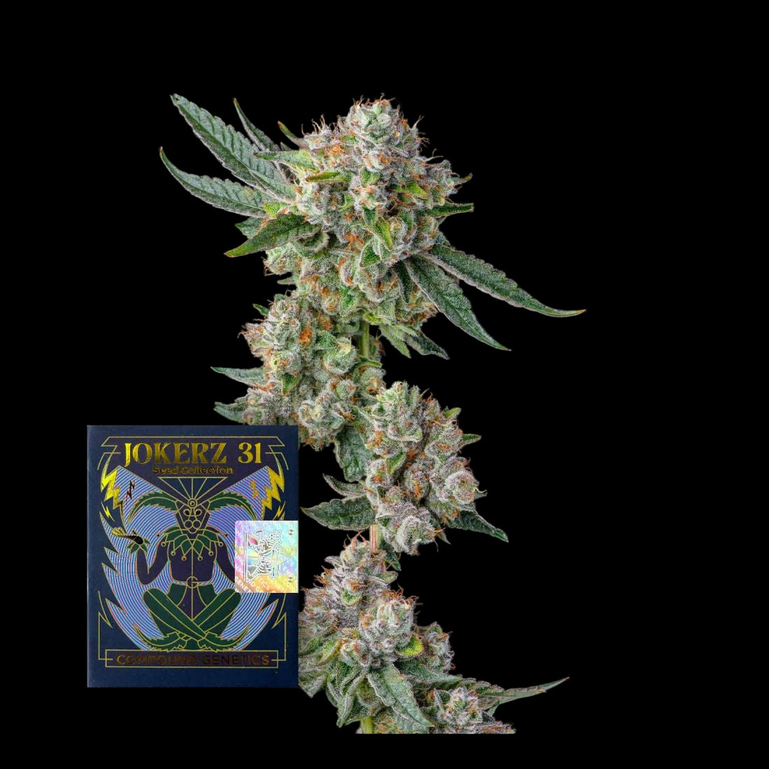 Compound Genetics- Glue 31 Cannabis Samen