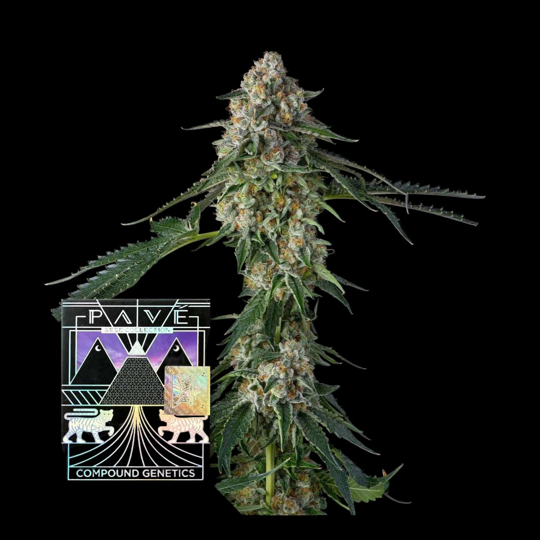 Honeycomb Pavé - Compound Genetics Samen 