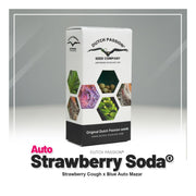 Auto Strawberry Soda - 3 Samen