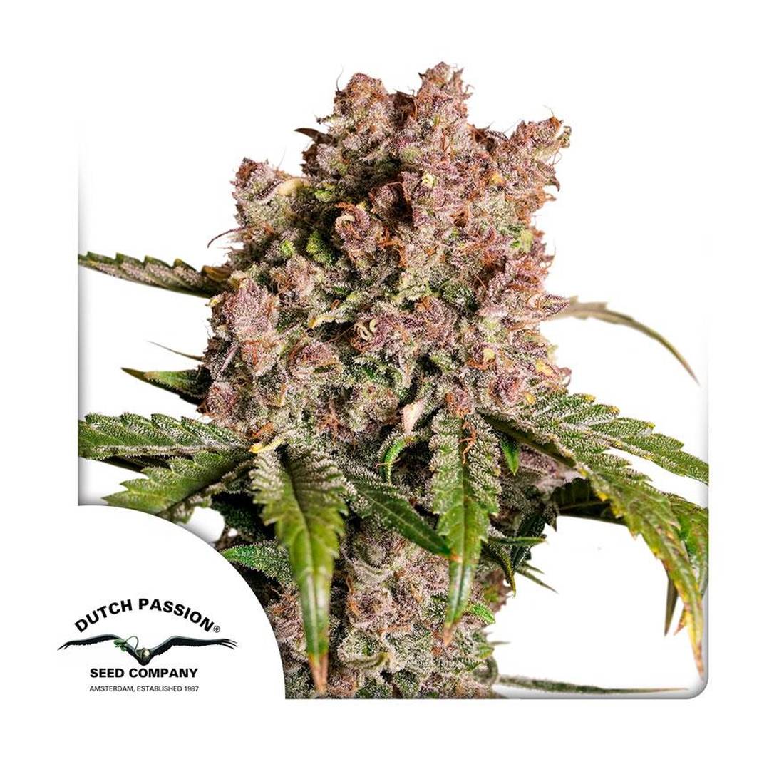 Auto Strawberry Soda - 3 Samen