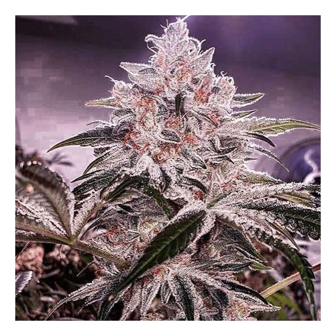 Apex R1 - Ethos Genetics