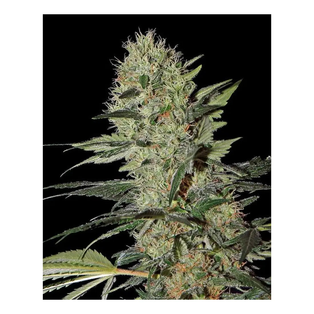 Exodus Cheese Auto - Greenhouse Seed Co.