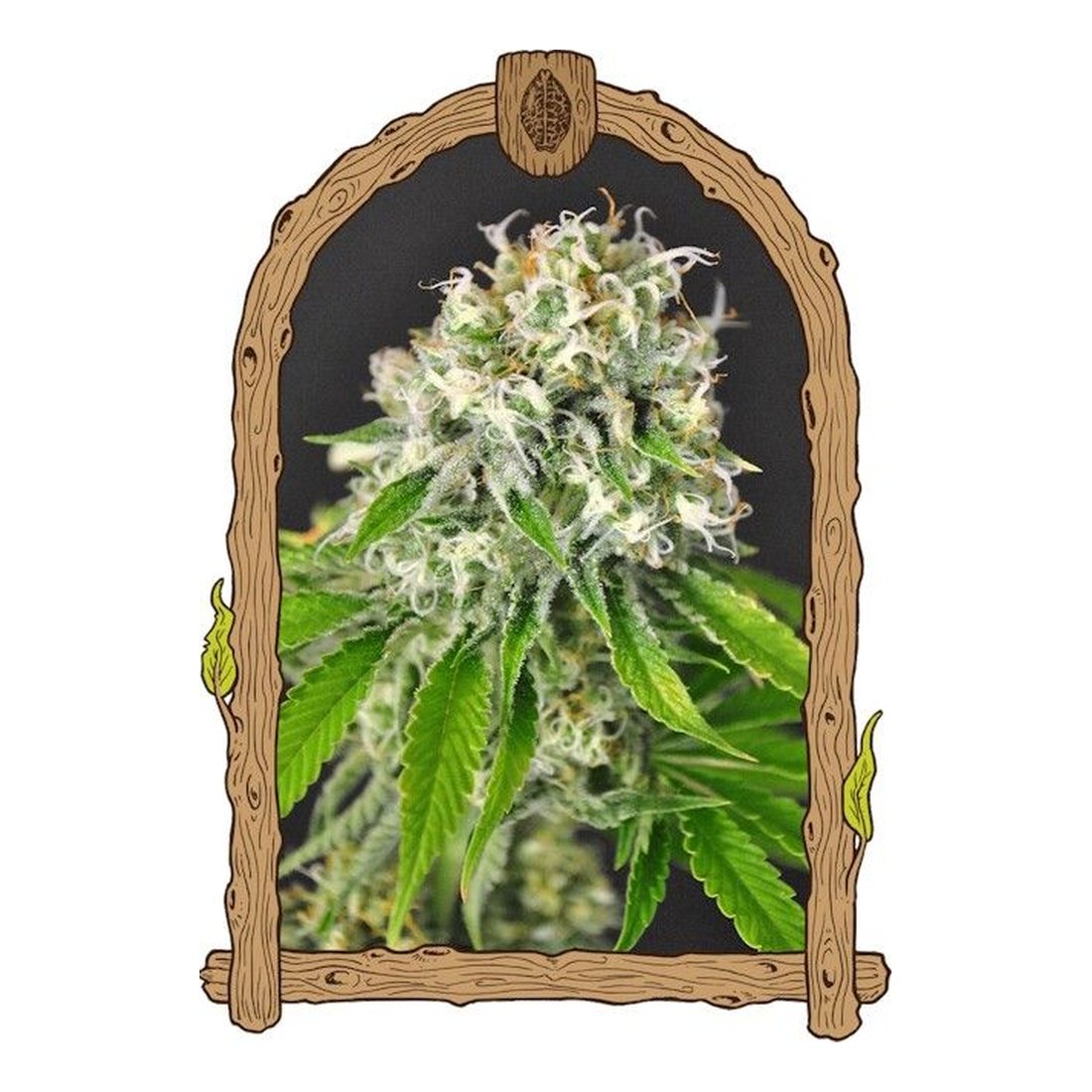 Exotic Runtz - Exotic Seed
