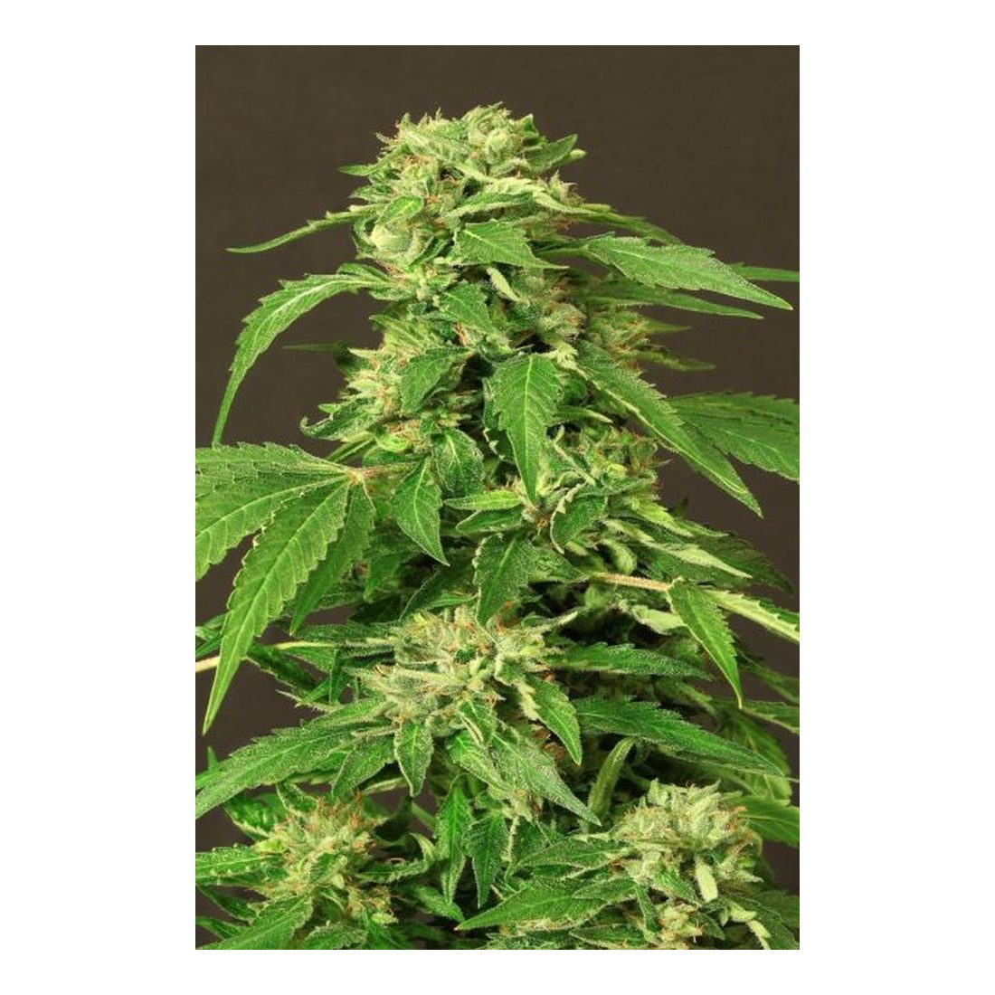 Exotic Thai - Exotic Seed