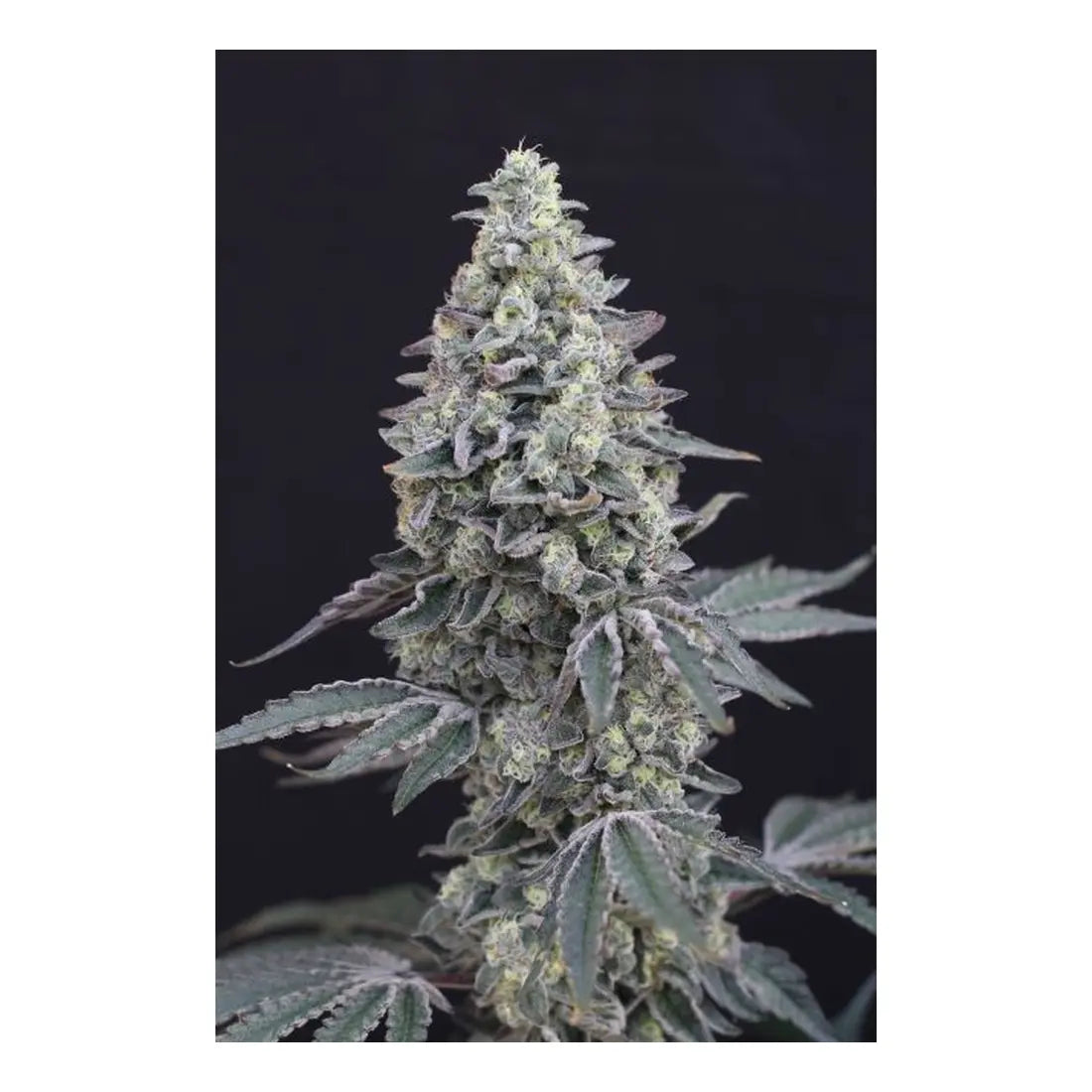 Georgia Cream Auto - 3 Samen
