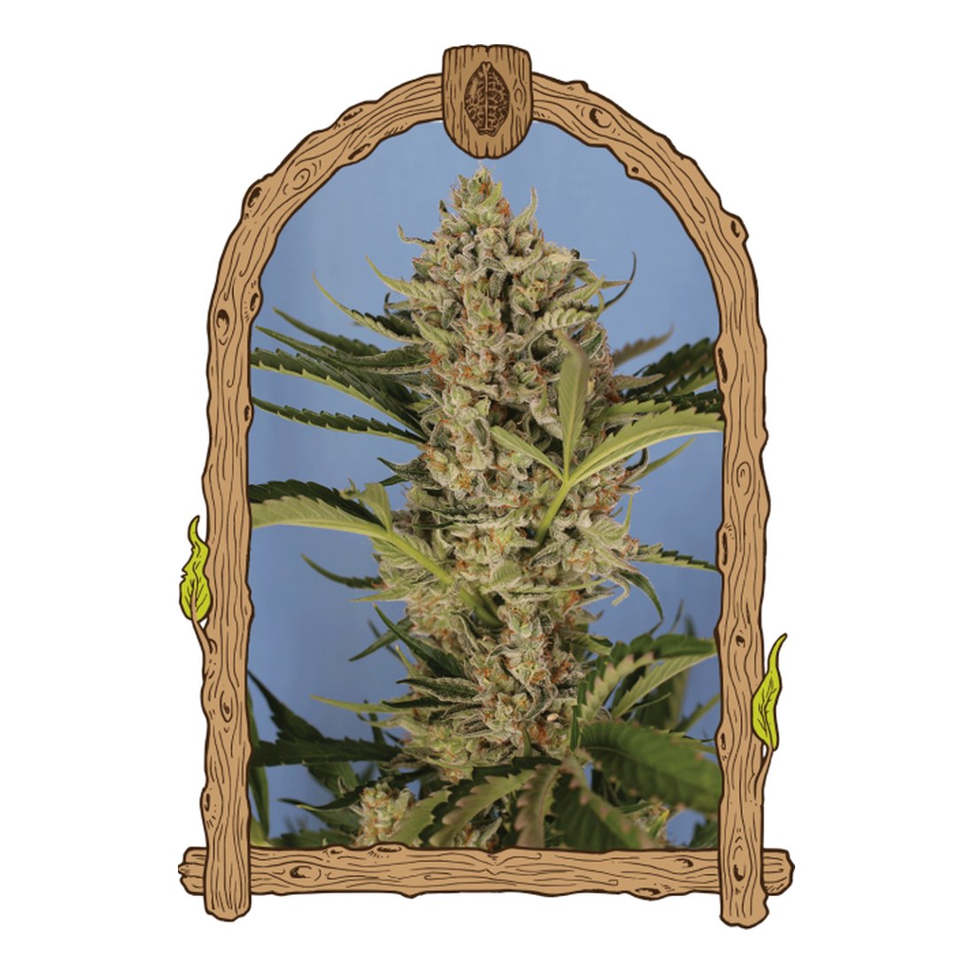 Herz OG Auto - Exotic Seed