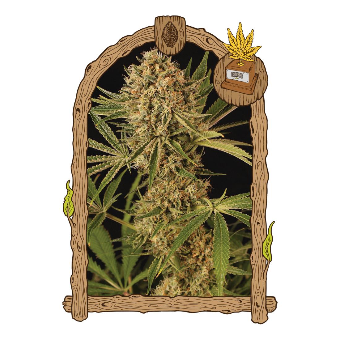 Herz OG - Exotic Seed