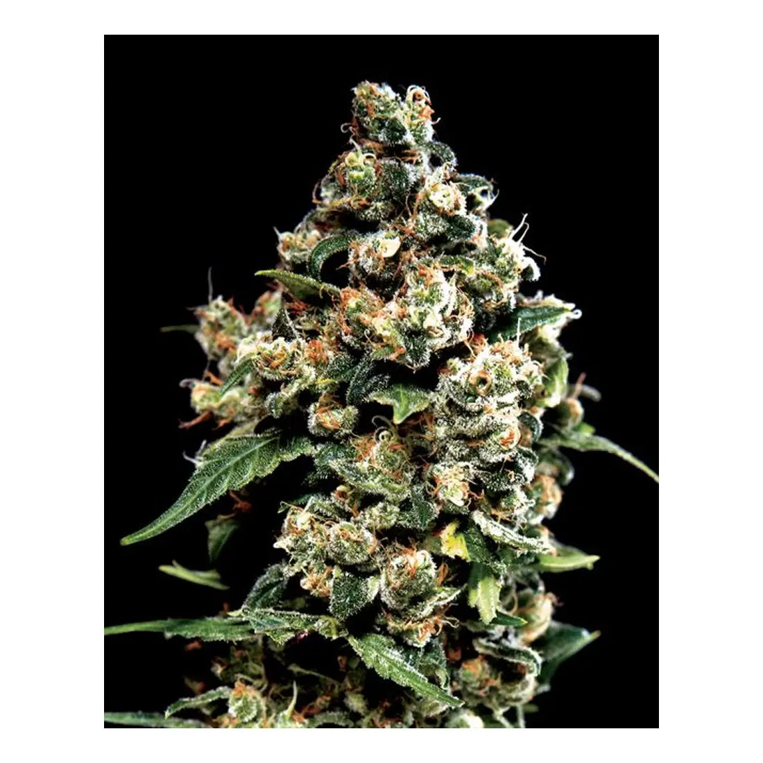 Jack Herer - Greenhouse Seed Co. 