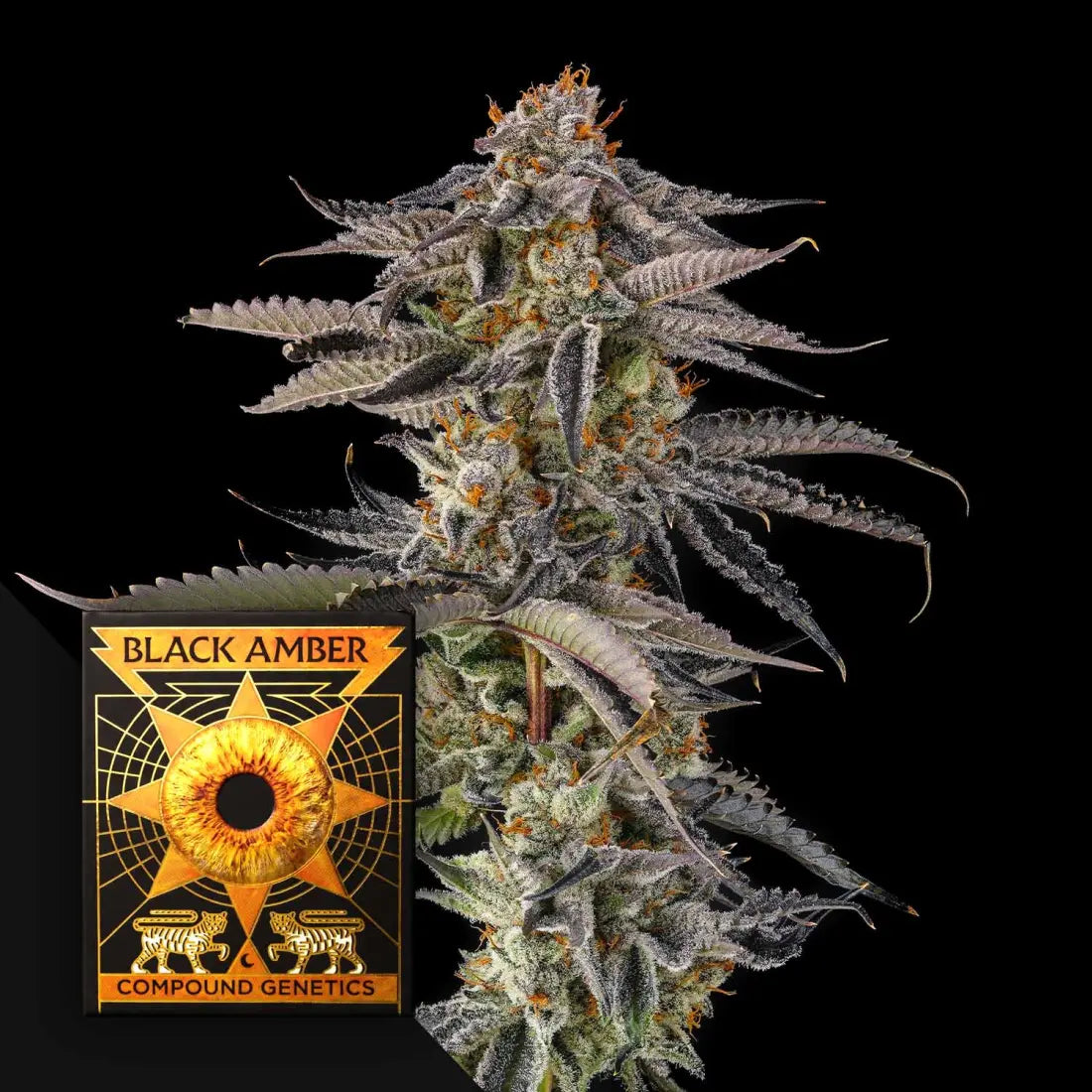 JAHrassic Comound Genetics Seeds