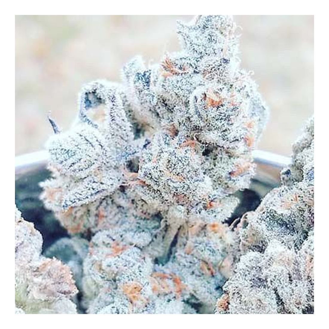 Jelly Breath - In House Genetics