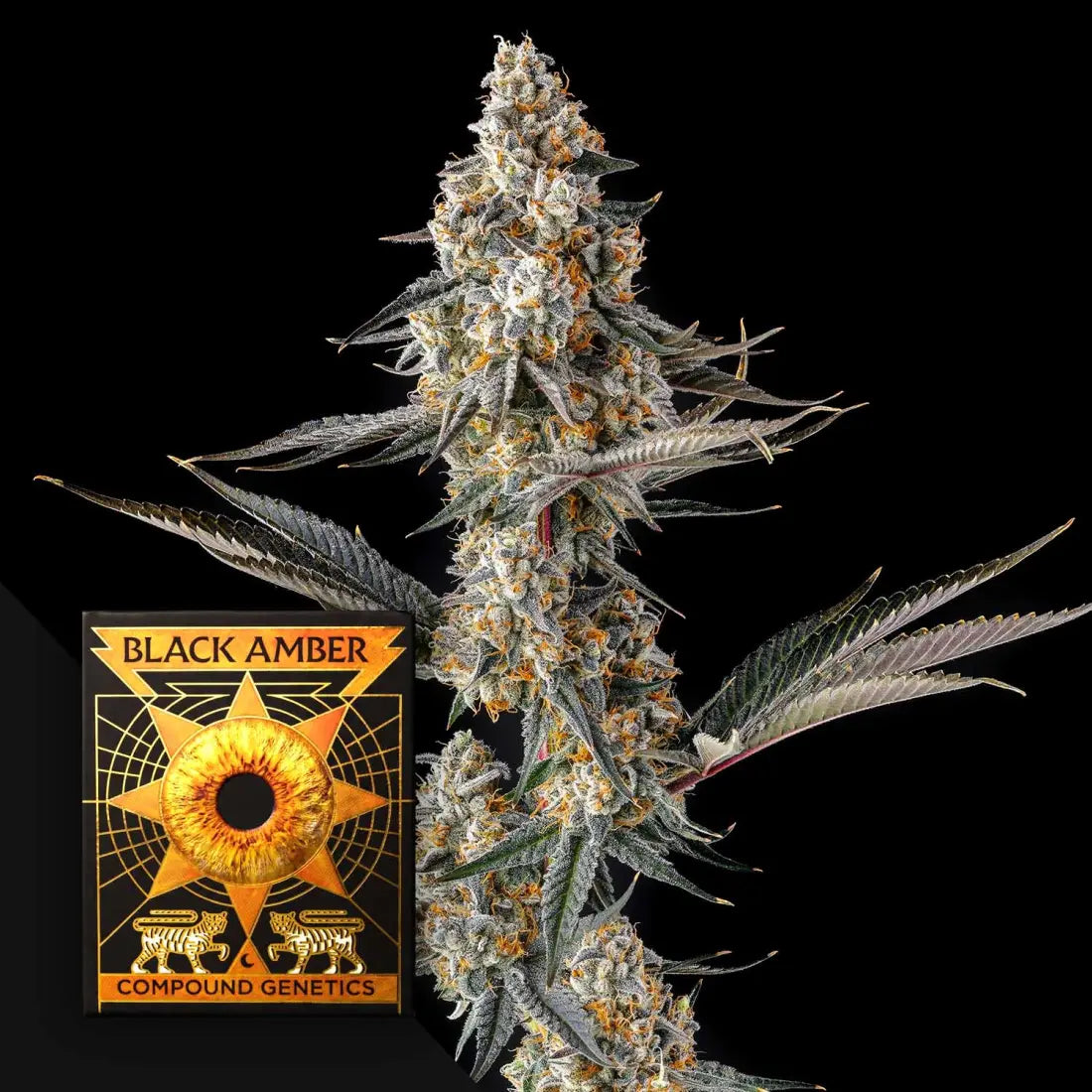 La Llorona Compound Genetics Seeds