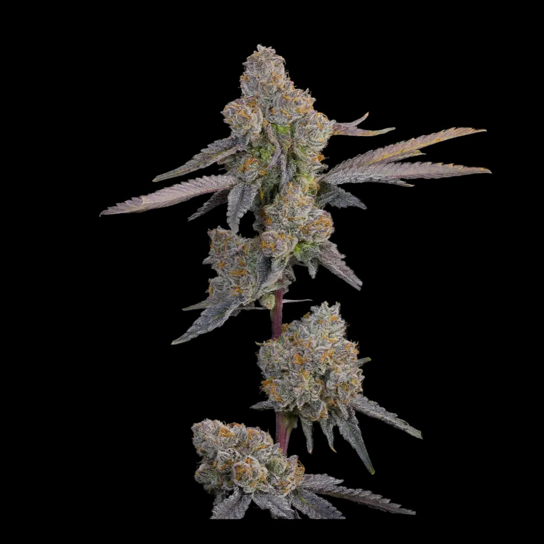 Lime Zoda - 7 Samen - Grounded Genetics