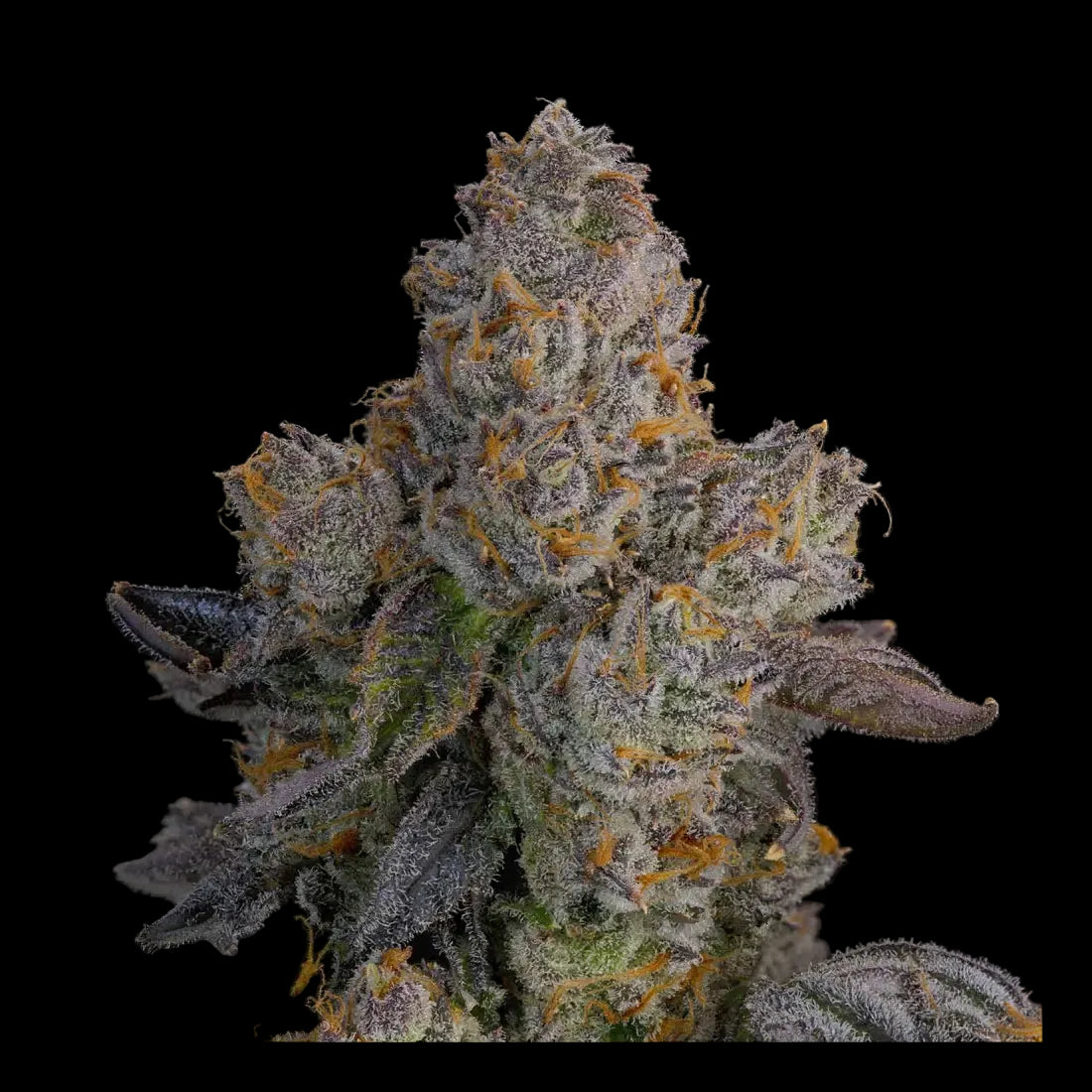 Lime Zoda - 7 Samen - Grounded Genetics