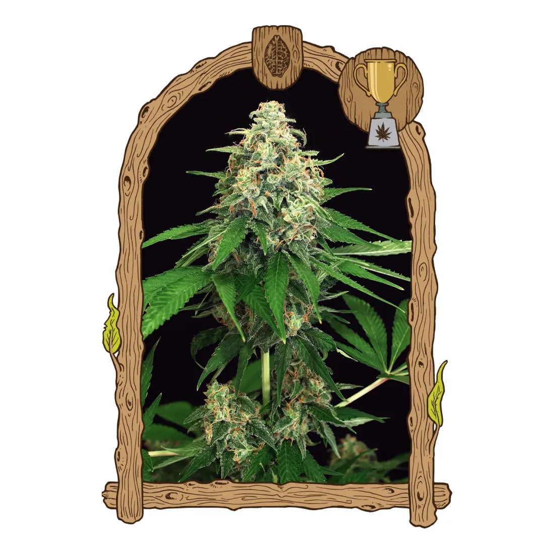 Mango Cream - Exotic Seed