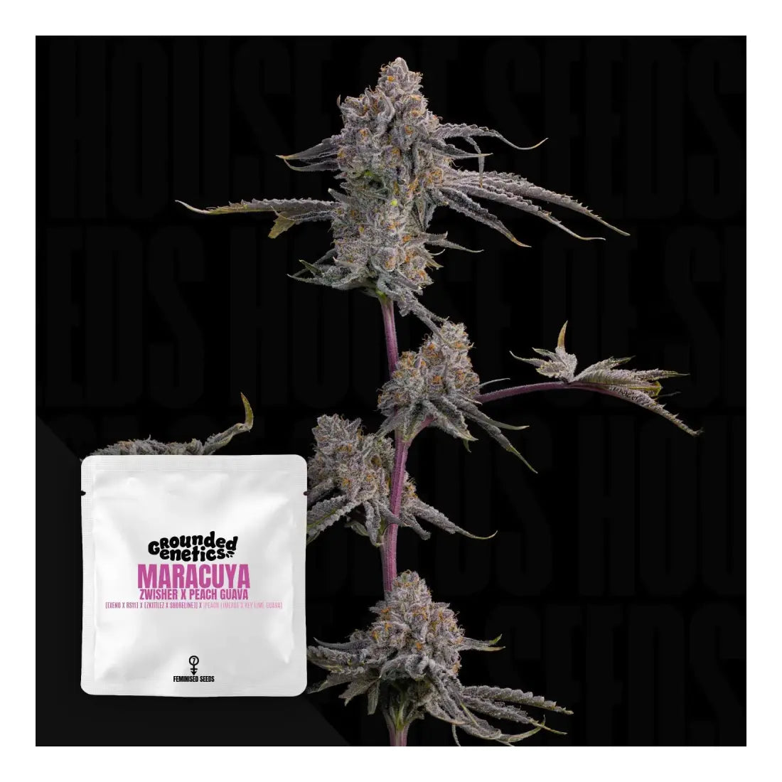 Maracuya - Grounded Genetics