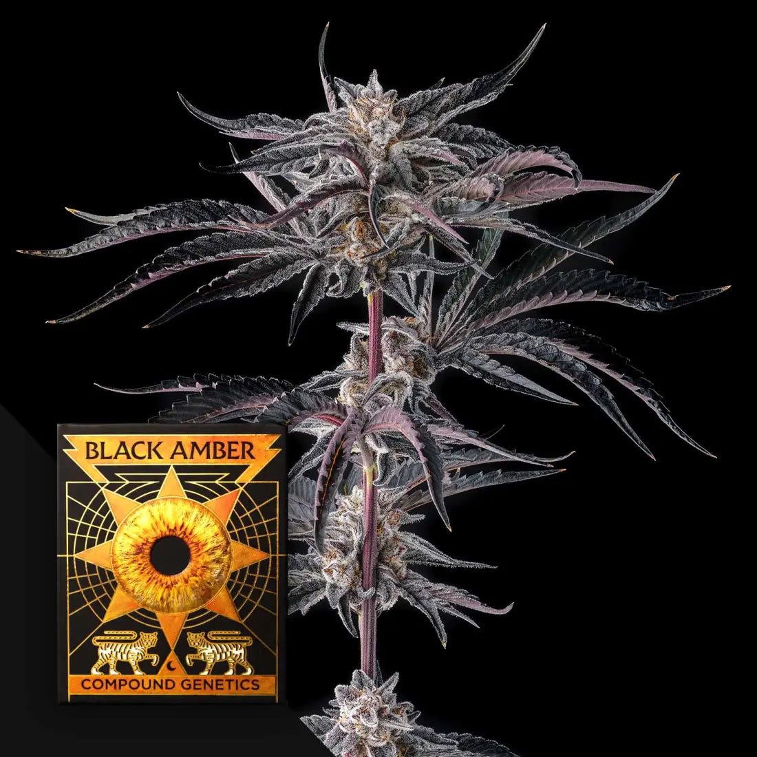 Nakamarra Compound Genetics Seeds