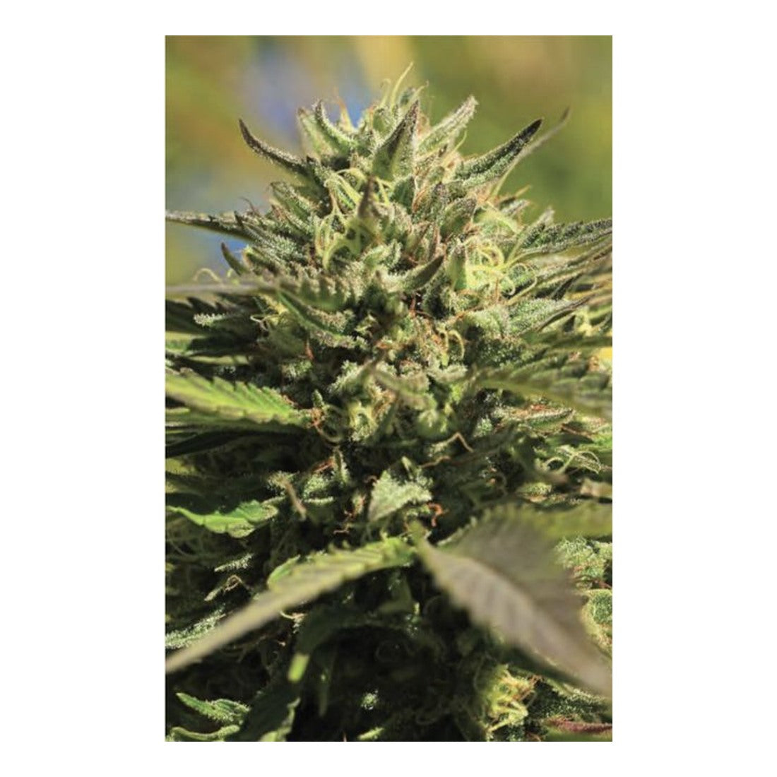 OG Kush - Humboldt Seed Company