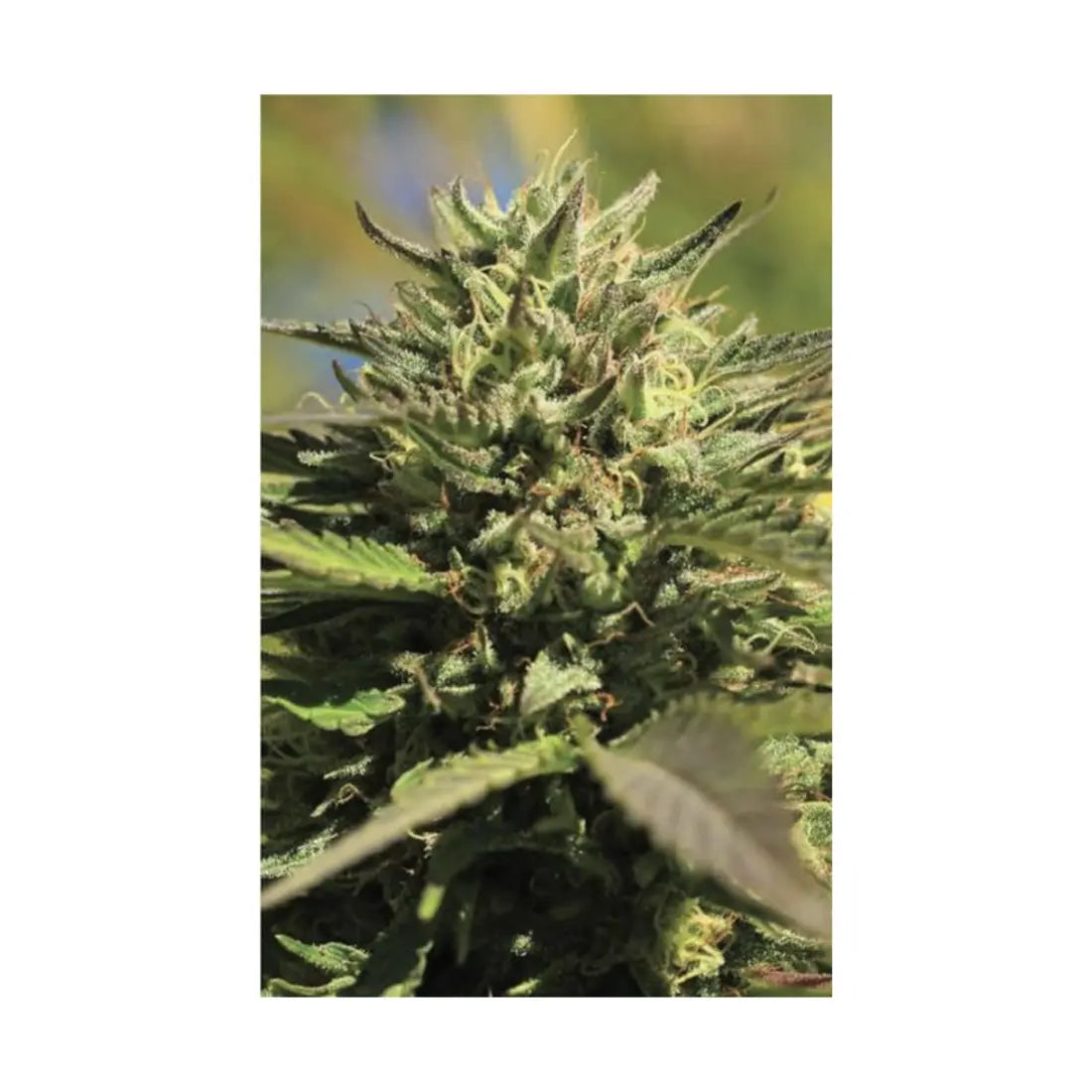 OG Kush Auto - 3 Samen
