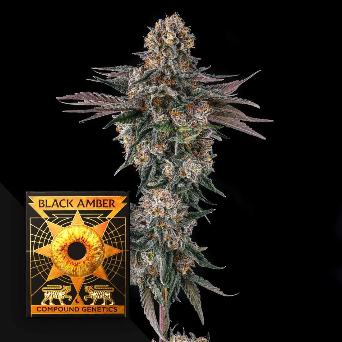 Orange Moon Compound Genetics Seeds