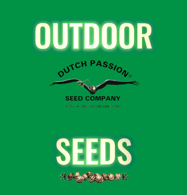 Dutch Passion Otdoor Seeds bei Grow-Max kaufen