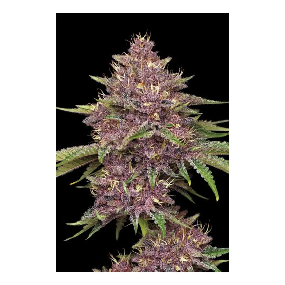 Purpz - Humboldt Seed Company