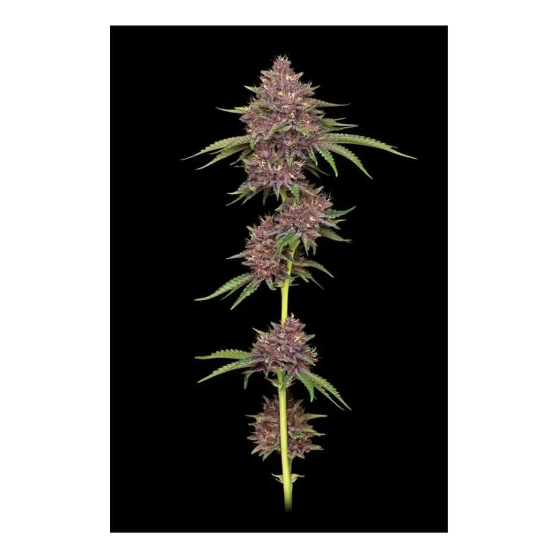 Purpz - Humboldt Seed Company