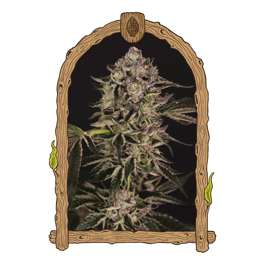 Quick Sherbet - Exotic Seed