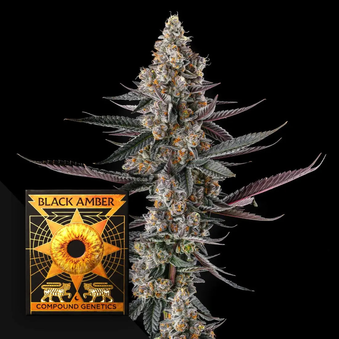 Shake Back Compound Genetics Seeds