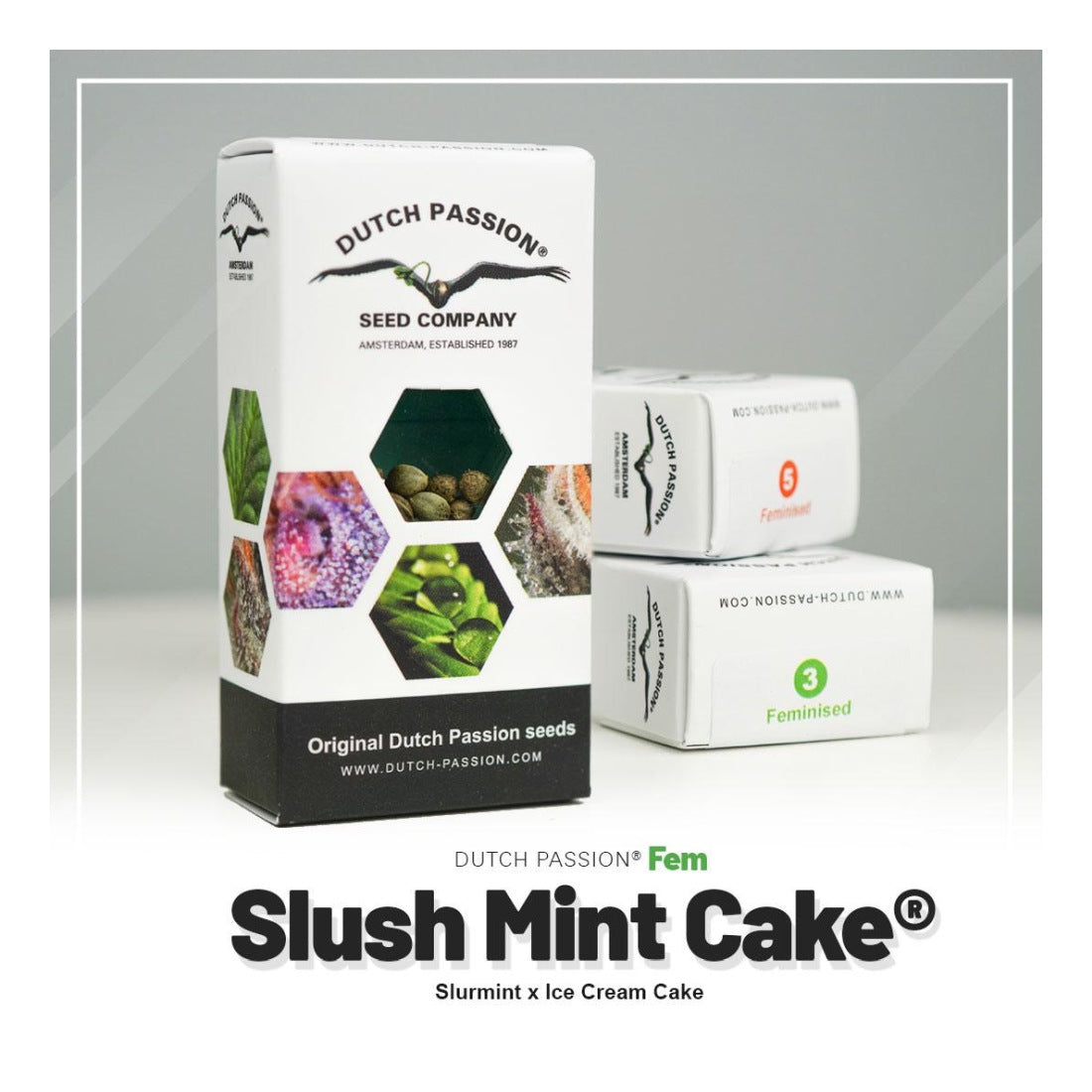 Slush Mint Cake - 3 Samen

