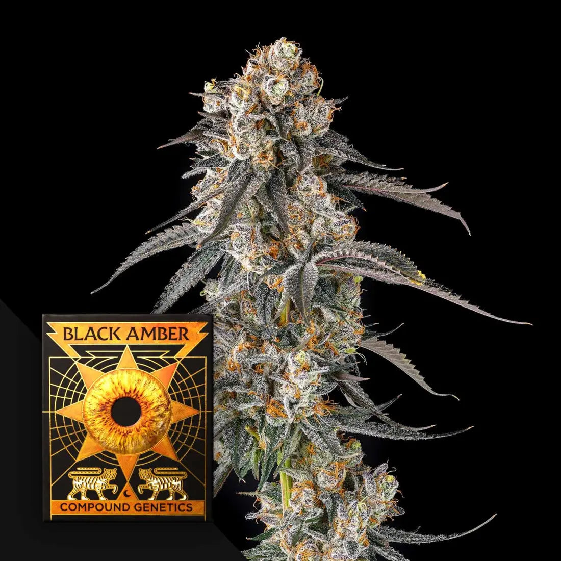 Solazo Compound Genetics Seeds
