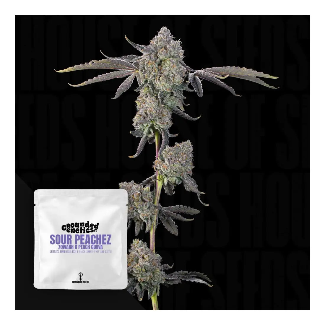 Sour Peachez - Grounded Genetics 
