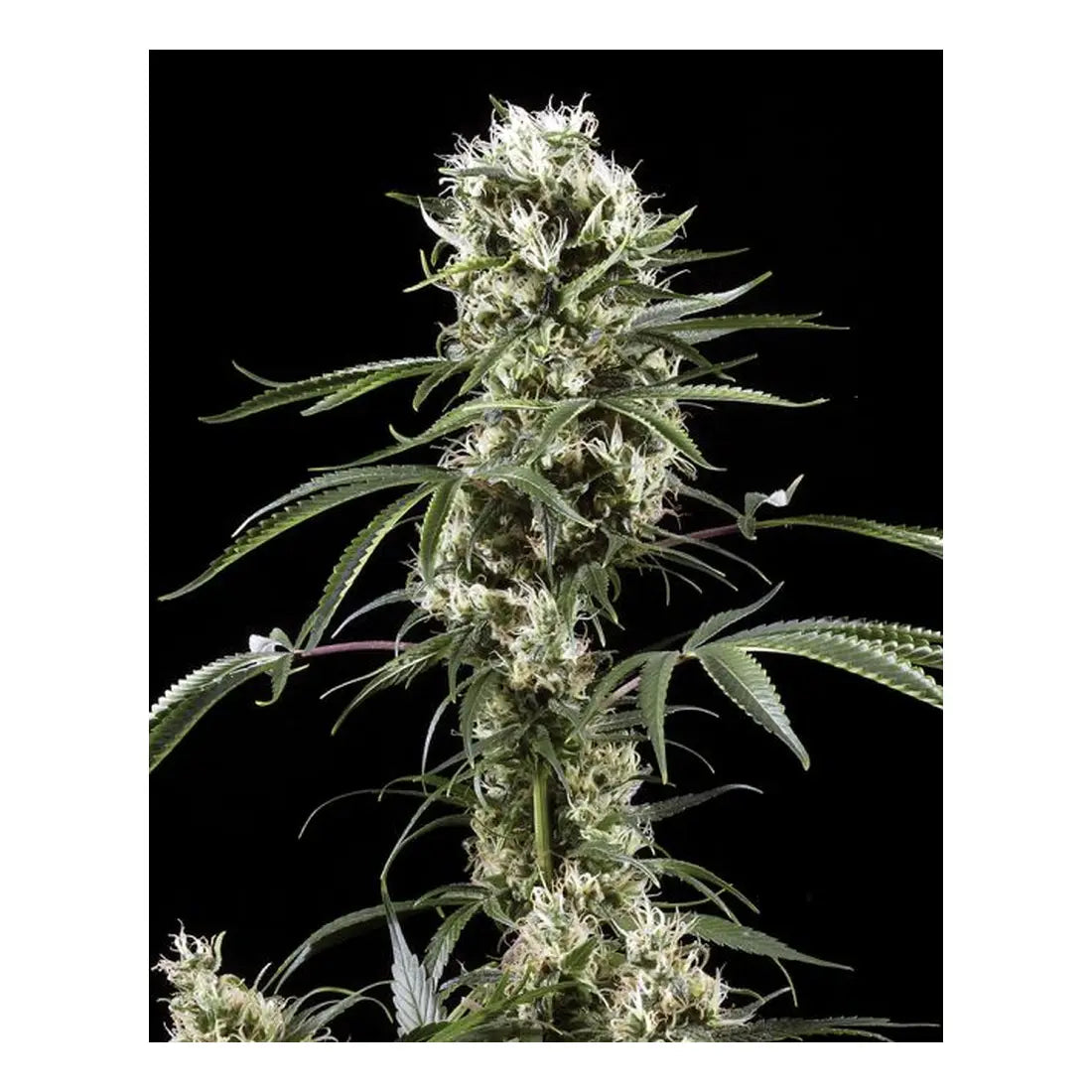 Super Lemon Haze - Greenhouse Seed Co.