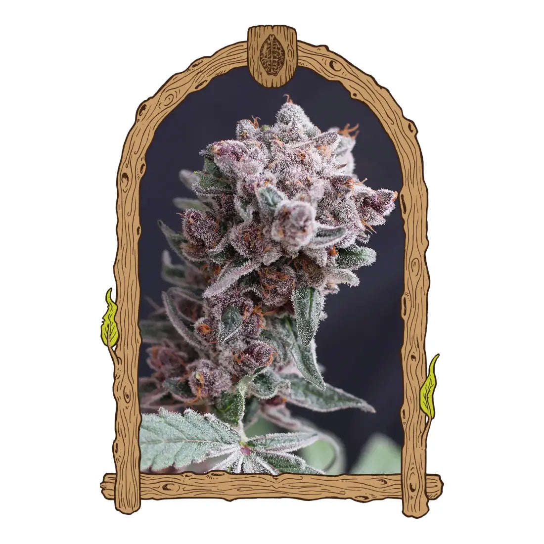 Tangie Smasher - Exotic Seed
