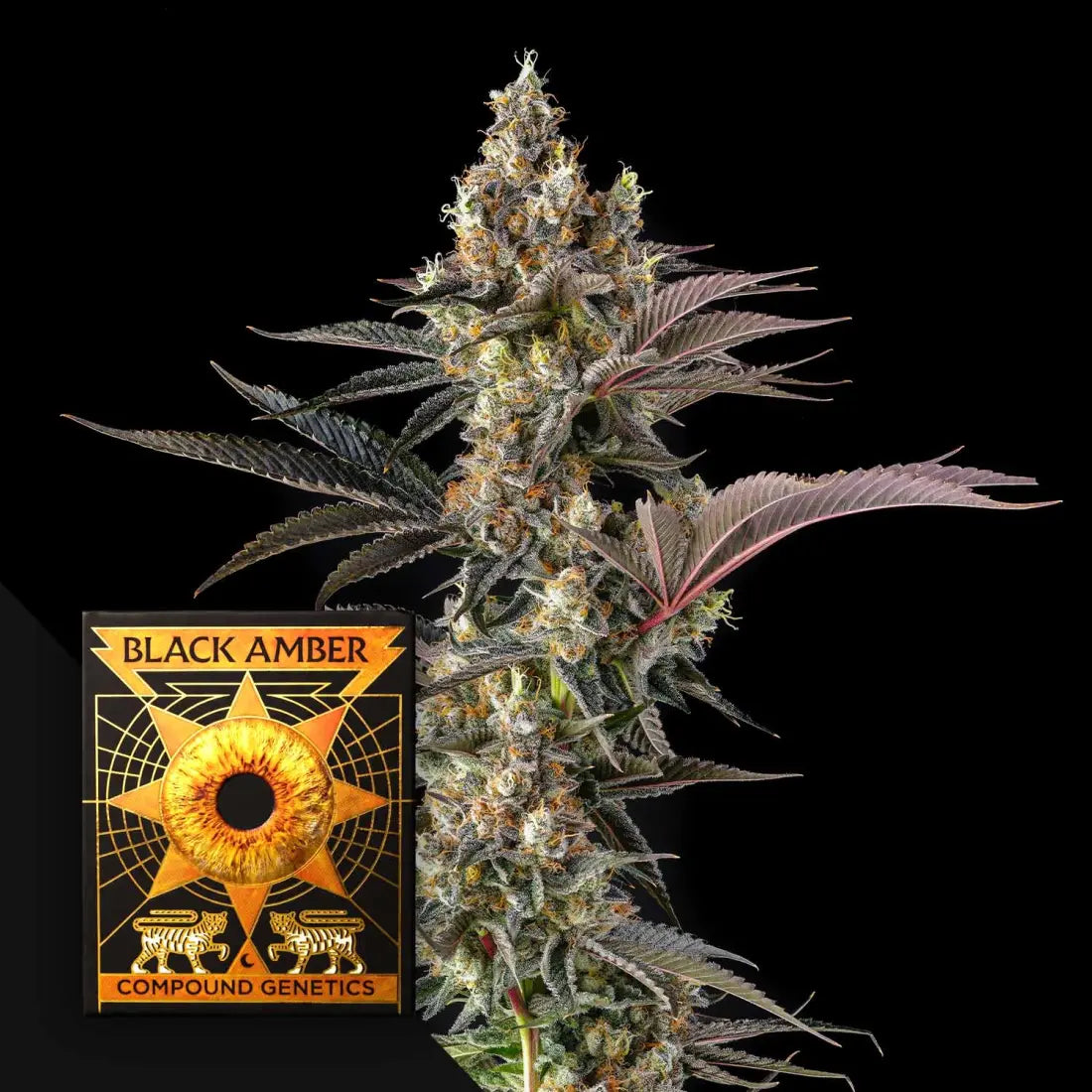 Tostones Compound Genetics Seeds