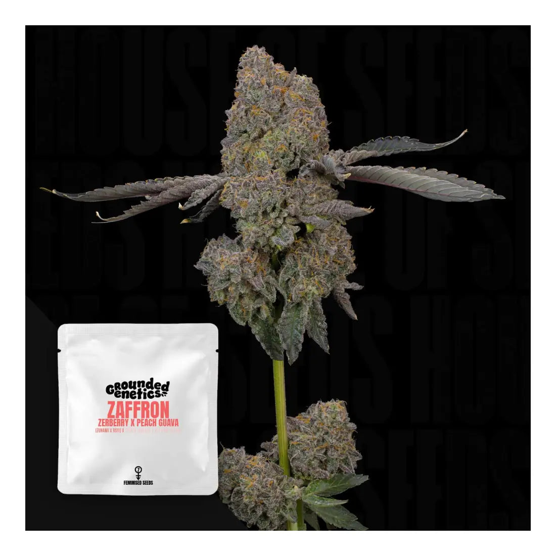 Zaffron - Grounded Genetics