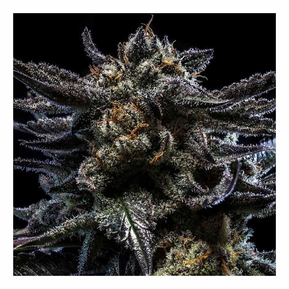 Zombie Kush - Ripper Seeds feminisierte Cannabissamen